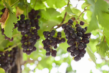 grapes