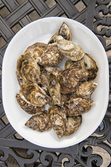 fresh oysters