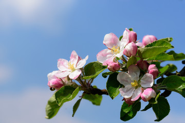 Blüten eines Apfelbaumes vor blauem Himmel - 109977257