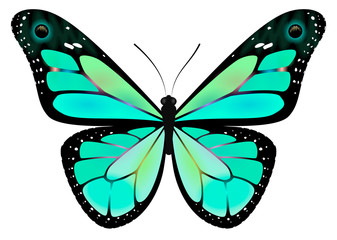 Butterfly/Бабочка семейства 