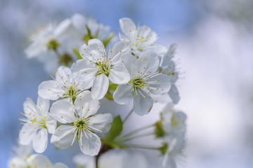 Cherry blossom branch