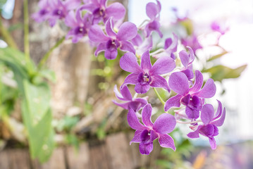 Selective focus of purple orchid flowers in the garden