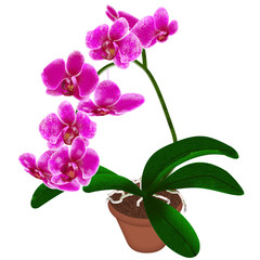 Naklejka na ściany i meble Beautiful orchid in a pot