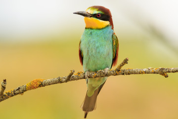 Abejaruco