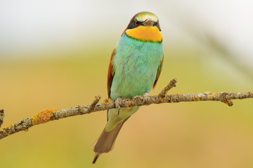 Abejaruco