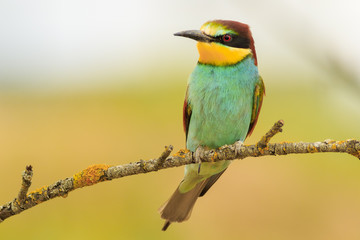 Abejaruco