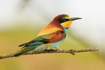 Abejaruco
