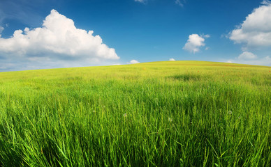 Green field in the mountain valley. Agricultural landscape in the summer time