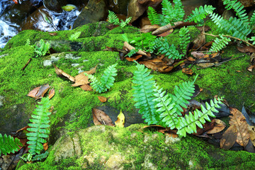 Moss and ferns on rocks in the forest.