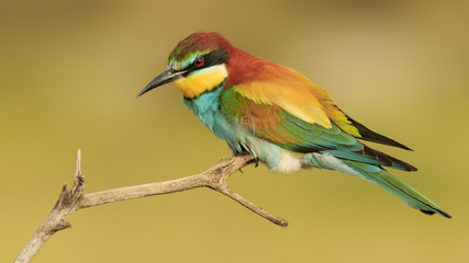 Abejaruco