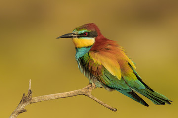 Abejaruco
