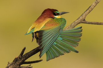 Abejaruco