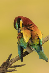 Abejaruco