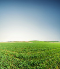 Fototapeta na wymiar Field in the summer time. Agricultural landscape as a background