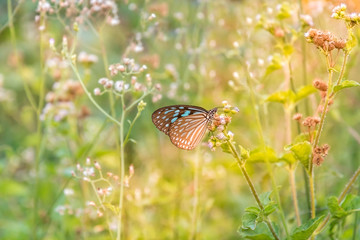 Obraz premium Blue butterfly with sunlight morning