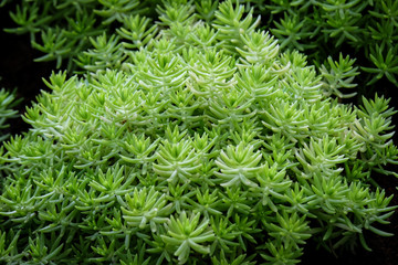 Green plant in the garden with black baclground