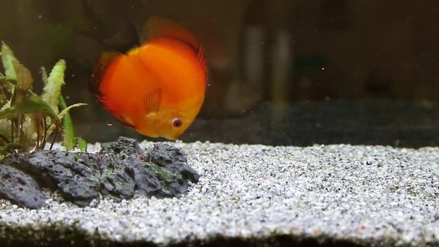 discus