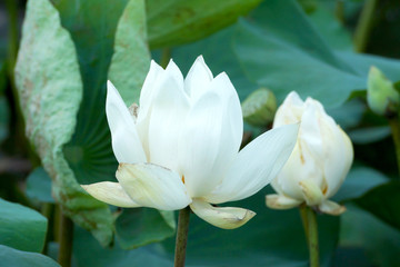 White lotus flower in the garden.