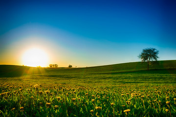Picturesque sunset over meadow covered with dandelions. Spring landscape. Masuria, Poland.