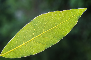 foglia di alloro in controluce