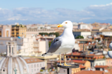 seagull in Rome