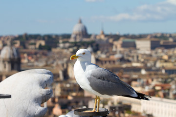 seagull in Rome