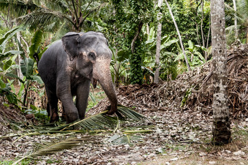 Fototapeta premium elefanti schiavi