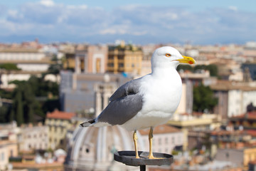 seagull in Rome
