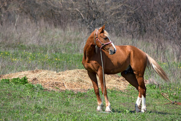 Horse on pasture in countryside