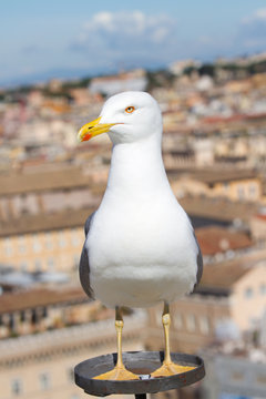 seagull in Rome