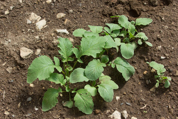 Pianta del ravanello