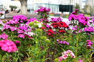 Fototapeta na wymiar Flowers in city park