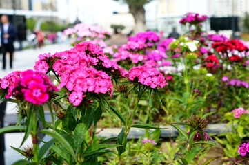 Flowers in city park