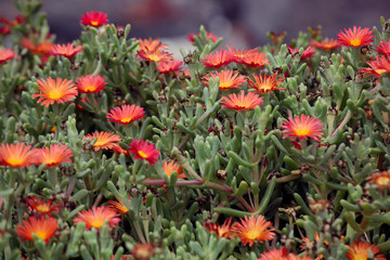 red flowers green grass