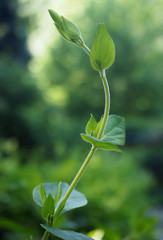 Plant bud