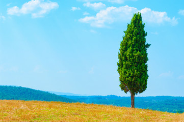 Lonely cypress tree on the hill, Tuscany Italy.