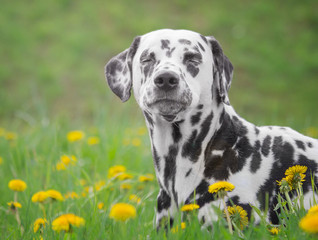 Cute happy dalmatian dog puppy laying on fresh summer grass