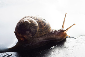 Chiocciola zigrinata  isolata che striscia su un ripiano