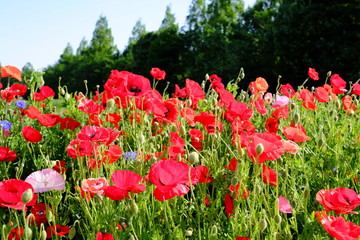 満開のポピー畑