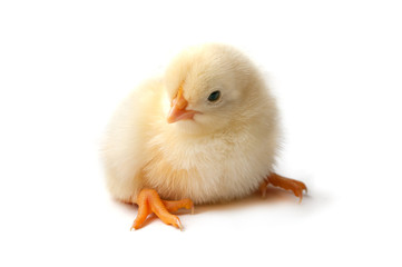 chicken isolated