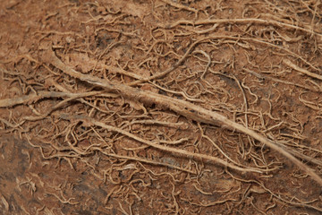 coconut shell close up