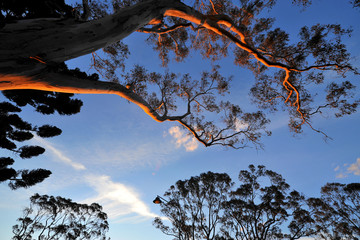 Gum trees in Toowoomba park at sunset