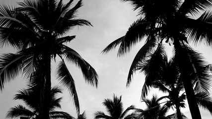 Black and white silhouette of coconut trees or palm trees.