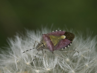 Sloe bug, Beerenwanze (Dolycoris baccarum)