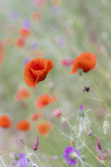 Fototapeta premium Red poppies flowers in bloom on a green colorful springtime landscape with vintage effect applied