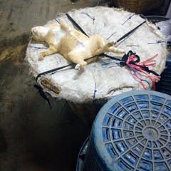 sleeping cat in the street