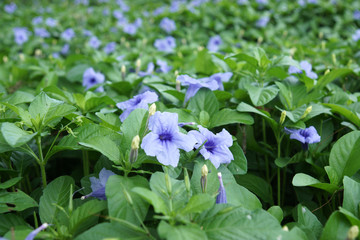 Purple flowers bloom in the morning.