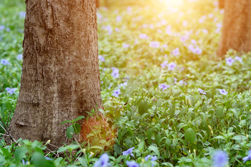 Purple flowers bloom in the morning.