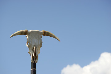 Indian totem pole head of a bull skull with two horn's