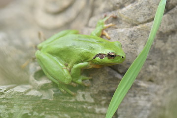 Rainette verte de Provence 